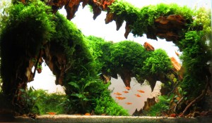 II. Helyezett Ádám Attila  --  Sárkányfog 