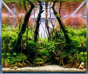 I. Helyezett  Czesznak András  - Riverside