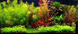 113  --  bruttó 96l