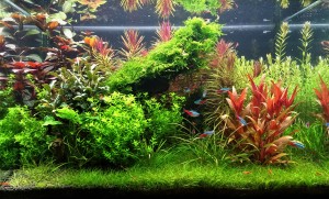 136  --   72 liter (60x30x40 cm)