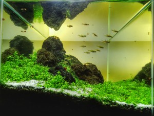 77  --  LT Monte carlo