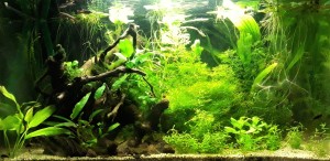 126  --  45l 50x30x30