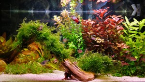 55  - Halas akváriumom 