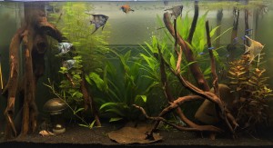 71  --    Biotóp akvárium