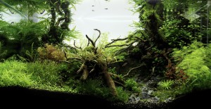 219. I. helyezett  Bartos-Tardi Annamária