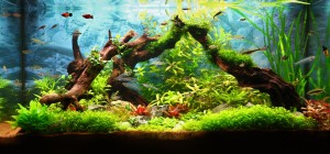 II. Helyezett-	Fikner Szabina -  Kavalkád