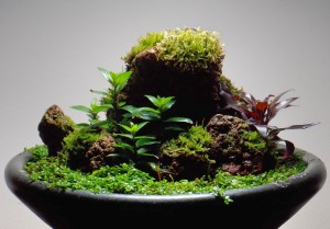 III. Helyezett --Rith Péter-- wabi