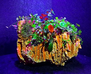 II. Helyezett- Kovács László  - Amorf  