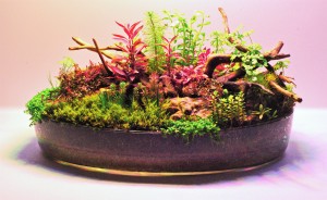 I. Helyezett -Szabó Krisztián -  Ágas bogas