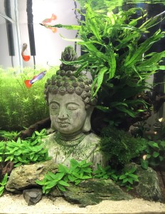 0102. Buddha in the jungle 