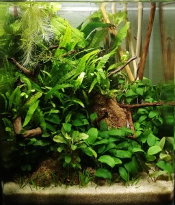 0153. Nano természet! 