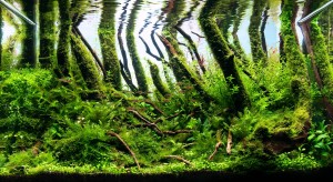 III. Helyezett : Német Patrik" The Little gren forest"