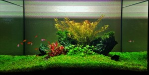 0105.  Akvárium méretei: 80*50*45