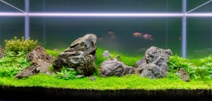 0141 .Rocky Mountain  