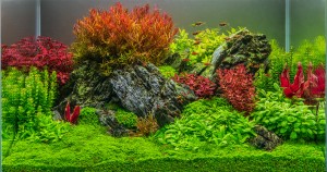 Győrfi-Bátori Péter"Varázserdő " 