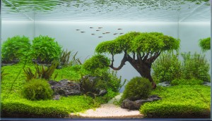 Jockers Elisabeth Alexia" Springfield "