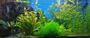 0136 . Akvárium mérete: 74x33x38