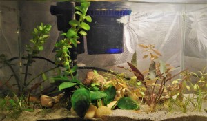 037 . Egy 4 éves gyermek álma