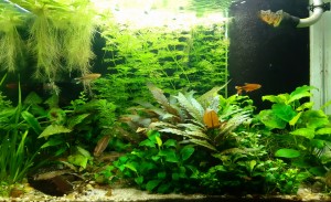 0115 .  60×35×40cm