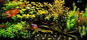 Leczkesi Tamás . Huawei