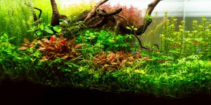 Rith Péter" Thrushnest"