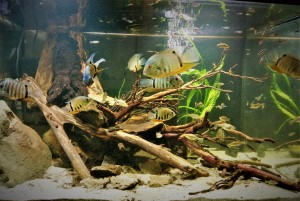 Nyírő Lacka . Rio negro