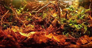 Vásárhelyi Imre . Ázsiai vízfelszín alatt