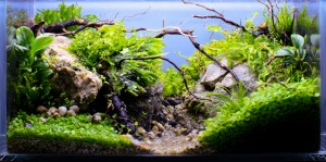 0134. Akvárium méretek 20 x 10 x 10 