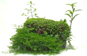 III: Helyezett : Szabó Krisztián ... 30 cm átmérőjű  a tál.