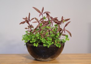 II: Helyezett : Jakab Gábor.... Kontraszt