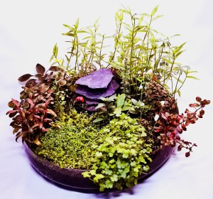 I: Helyezett : Gergely Csaba ...  .Palócz tál 