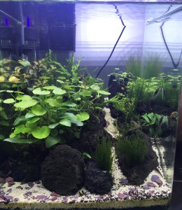 0710. 30 Liter Denerle nano cube