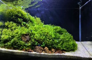 050. Blue Dream island