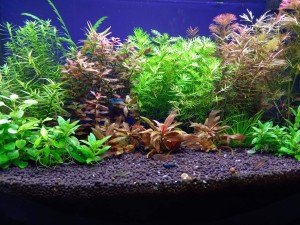 0120. 50x25x30 - ívelt akva.  Nettó 35l.