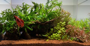 0220.  40x20x24 cm-es akvárium