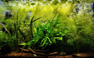 0520. "Dzsungel mánia"