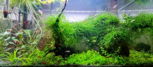 0810 . 30 literes garnélás 