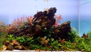 0720 . Akvárium mérete: 25 liter