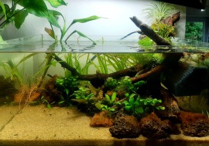 1240. 10 literes akvárium