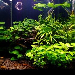 1590. "Zöld az úr!"