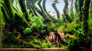 II. Helyezett :Németh Patrik