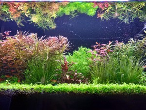 0130 . Akva mérete: 60x30x30