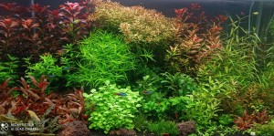 0250. 90*50*50 (225l)