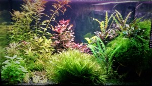 0460 .Akvárium mérete : 72 liter 