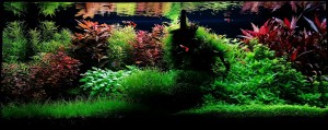 0590.  "Underwater nature"