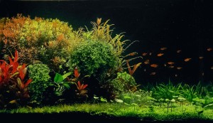 0190. akvárium mérete: 75*55*49