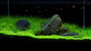 0960. Optiwhite üveg: 60x30x36cm