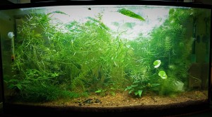 060.  110 Literes Növényes,garnélás 