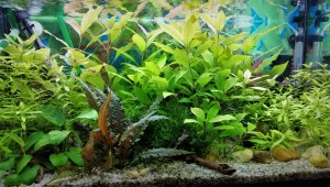 030. Pacific 110 kiter