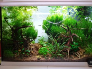 1260 .  Juwel Primo 70 literes